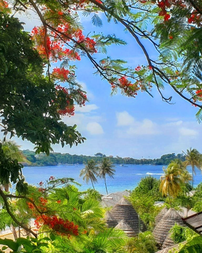 Young Island view through trees